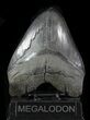 Serrated, Fossil Megalodon Tooth - Georgia #76545-1